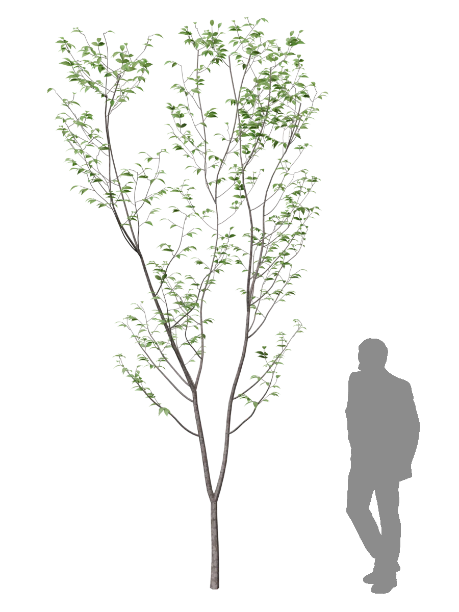 Aodamo (Japanese Ash) generated with Koshizu Trees, with a human figure for scale