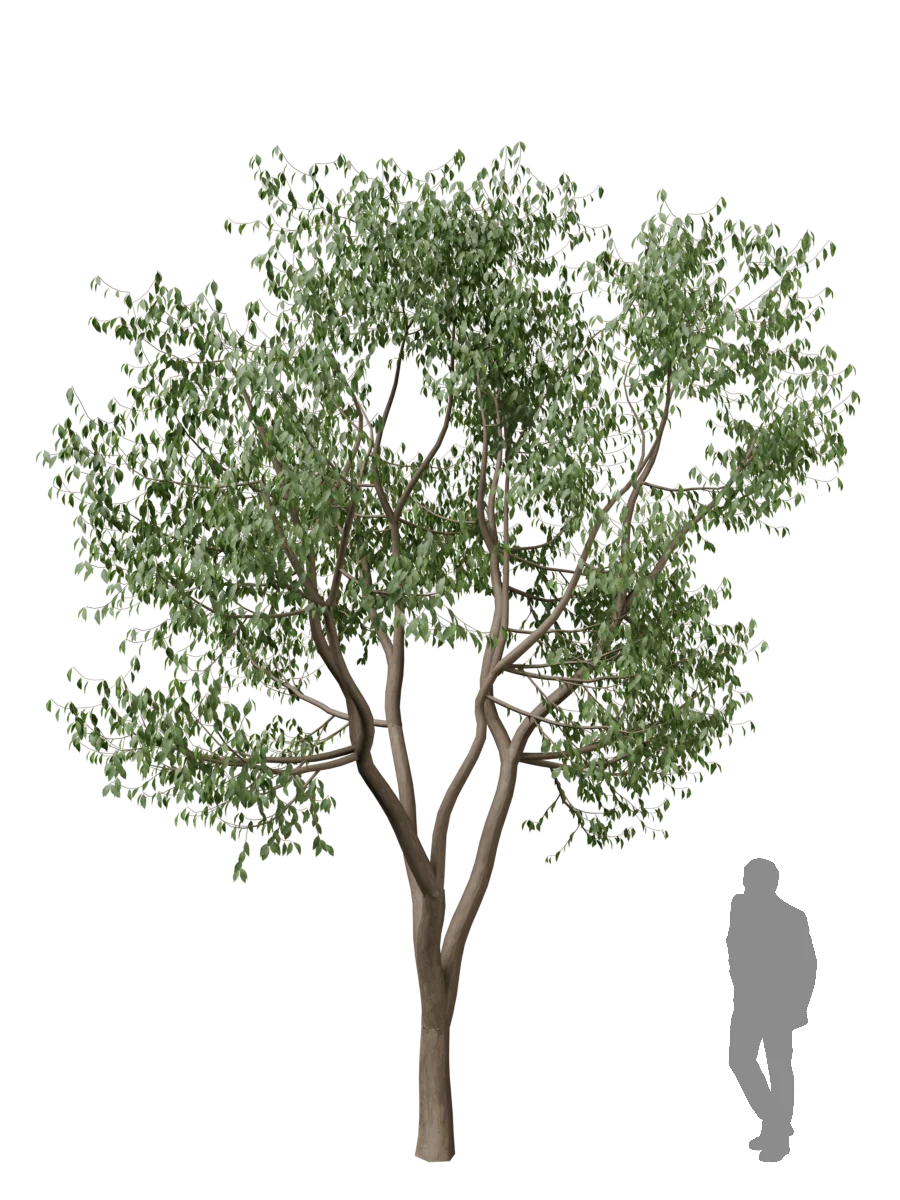 Kusunoki (Camphor Tree) generated with Koshizu Trees, with a human figure for scale