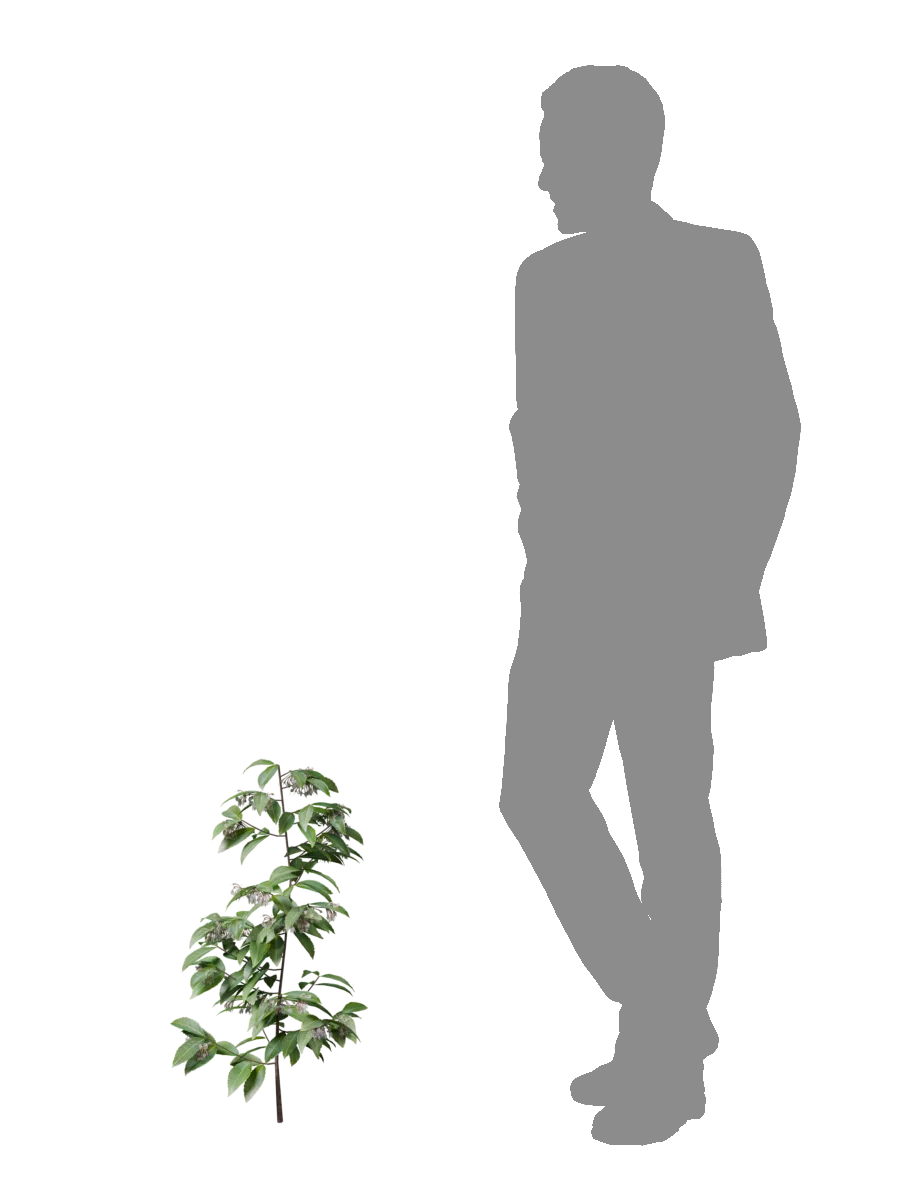 Manryo (Ardisia Crenata) generated with Koshizu Trees, with a human figure for scale