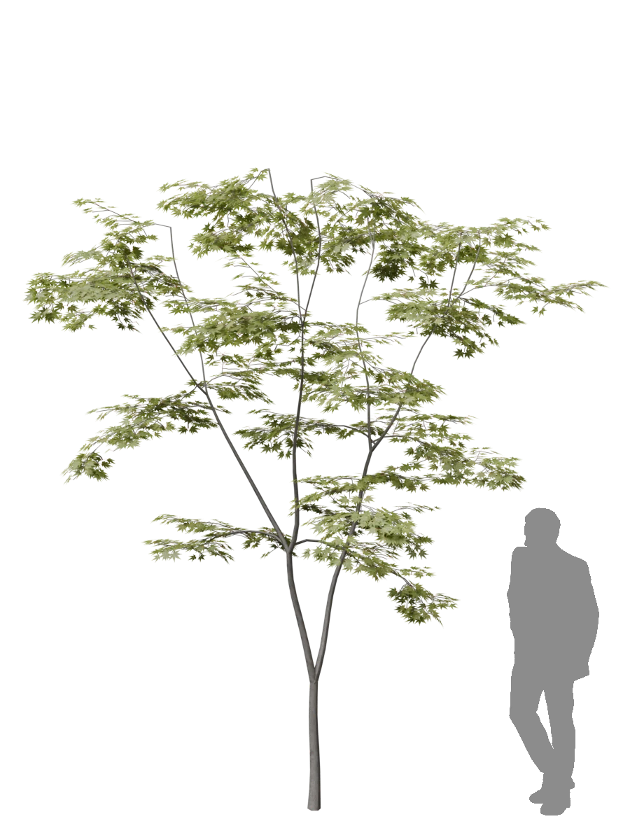 Momiji (Japanese Maple) generated with Koshizu Trees, with a human figure for scale