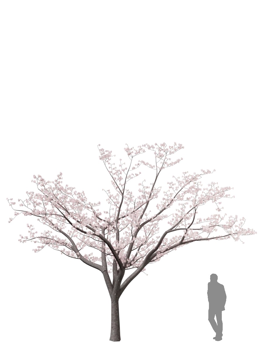 Sakura (Cherry Blossoms) generated with Koshizu Trees, with a human figure for scale