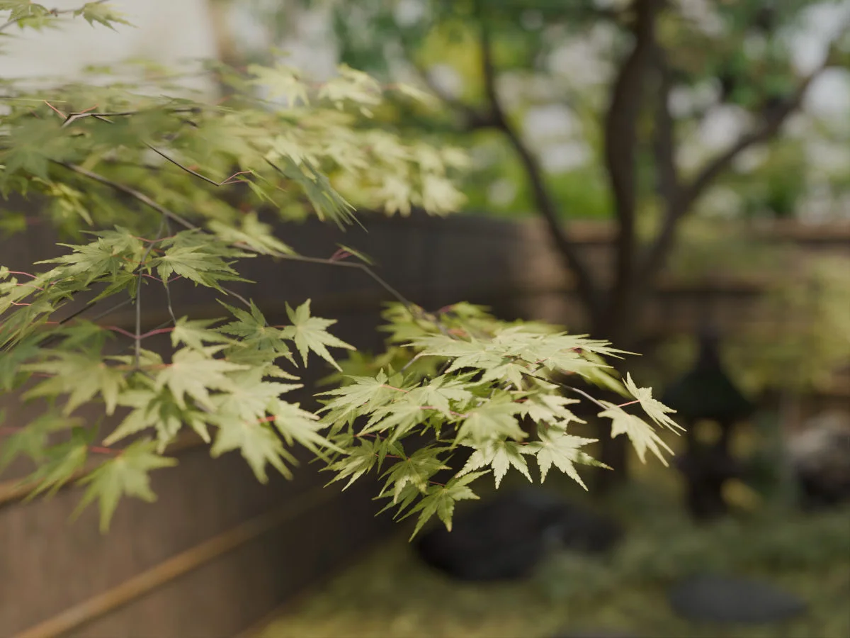 Koshizu Trees render — Japanese maple